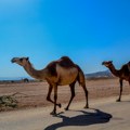 Jagodina: Dve kamile iz Egipta stižu u Zoo-vrt