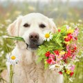 Cveće i prolećne biljke koje kod psa mogu izazvati trovanje ili srčani zastoj