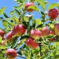 Русија највише јабука увезла из Србије