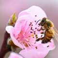 Pčele umiru po celom svetu zbog herbicida, pesticida i ekoloških problema