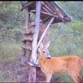 Drastično povećan broj šakala na području LU “Ponišavlje” – Otvoren lov na predatore i lov na srndaća