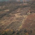 ZAREZOJA – PRAZNIK KOJI PIROTSKI VINOGRADARI ČUVAJU OD ZABORAVA: Dragoljub Zlatković o drevnim običajima i značaju vinove…