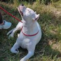 Rekordan broj pasa rase dogo argentino na Državnom prvenstvu u Velikoj Kopašnici kod Leskovca