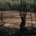 U Ljuljacima gorela borova šuma, požar stavljen pod kontrolu