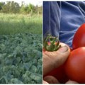 Na kikindskim poljima rod solidan i pored teške godine Počela sezona rezanja karfiola i kupusa, najbolja prodaja kreće za…
