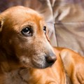 Misteriozna jesenja bolest preti psima: Veterinari izdali hitno upozorenje vlasnicima