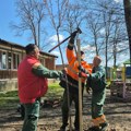 Kragujevac: Nastavak akcije „Vrati dah prirodi – posadi drvo“