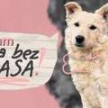 „Rasa bez glasa“: Poziv na podršku napuštenim životinjama