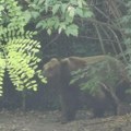 Horor u ivanjičkom selu! Zver upala u domaćinstvo i uhvatila svinju, pa je odvukla u potok: Meštani svedočili strašnom prizoru…