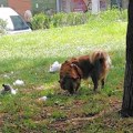 Travnjaci u Kragujevcu zagađeni psećim izmetom: Paraziti udaraju na decu