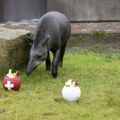 Tapir predvideo rezultate utakmice FOTO