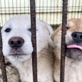 Otrkivena najveća farma za ilegalni uzgoj pasa; 853 životinje držane u nehumanim uslovima