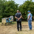 Održan "Pčelarski dan suncokreta" u Kikindi
