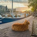 Amsterdam postavlja stepenice u kanalima kako bi spasio mačke od utapanja