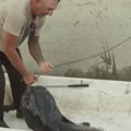 (Video): Pola sata je trajala Predragova borba ispod Žeželjevog mosta, a onda je izvukao "čudovište" od dva metra!
