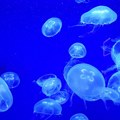 Zatvorili plaže usred sezone: Opasne meduze vrebaju, imaju pipke duge 20 metara, njihov ubod može da bude i smrtonosan: Užas u…