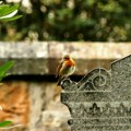 Miholjske zadušnice ove godine padaju 11. Oktobra Ove običaje treba ispoštovati, a tri stvari žene ne smeju da uzimaju u ruke…