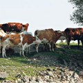 Država nastavlja podršku stočarima: Manji uvoz mleka i snažni podsticaji domaćoj proizvodnji