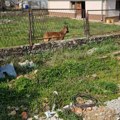 Najverovatnije vlasnički pas ujeo četvorogodišnjaka