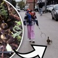 Predivna priča iz Novog Sada, udruženi priroda i ljudskost: Patka snela 14 jaja u žardinjeri na drugom spratu