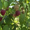 Počinje velika akcija kontrole malinjaka širom Srbije