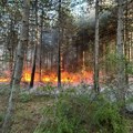 Na jugu i istoku u požarima u 2025. godini oštećeno oko 5.000 hiljada hektara šume i oko 40.000 kubika drveta