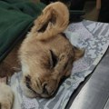 Da li mnoge čeka sudbina lavice Kiki? Životinje je teško smestiti u zoo vrt bez dugoročnog planiranja unapred