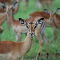 Antilopa sajga zvanično je van kritične liste