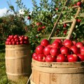 Proizvođači jabuka: Sporazum sa Kinom značajna poslovna prilika