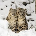 U Zoo vrtu u Bazelu rođena tri snežna leoparda, mladunče Vaja nije preživela