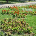Uređenje blokovskog zelenila u ulici Vase Pelagića