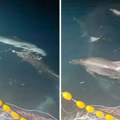 Delfini uhvaćeni u "akciji" kod Zadra: Snimak zapalio mreže! Dok se neki smeju, drugi šalju jasnu poruku