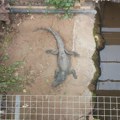 Trogodišnji dečak koga je u zoo vrtu u Britaniji napao krokodil imao pet operacija, sledi mu dug oporavak