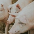 Ministarstvo: Otkriven krivolov u području zahvaćenom afričkom kugom svinja