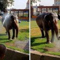 Slonica Tvigi uživa u tuširanju: Ovako se na afričkoj vrelini rashlađuje stara dama zoo vrta