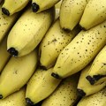 Šta je bolje za zdravlje: Zelenije ili manje zrele banane?