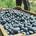 Obezbeđen još jedan preduslov za plasman borovnice i suve šljive iz Srbije na kinesko tržište