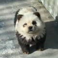 VIDEO: Zoološki vrt u Kini optužen farbao pse da liče na pande
