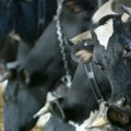 Stočari od ministra tražili veće subvencije i kontrolu otkupljivača i uvoznika mleka