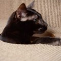 Zašto mačke grebu nameštaj i kako da ih u tome sprečite