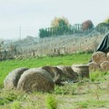 Suša digla cene slame i sena u nebo Nove glavobolje za paore - Pogledajte koliko novca izdvajaju za tonu hrane