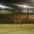 Odomaćila se!? Lisica snimljena u Parku narodnih heroja u centru Prijepolja