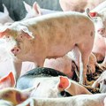 Zbog pojave afričke kuge svinja u Crnoj Bari kod Bogatića eutanazirano 212 grla