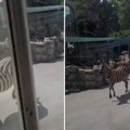 Prvi snimak iz beogradskog zoo vrta: Zebra razvalila vrata i povredila 3 osobe (Video)