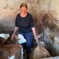 ČUDO U MEROŠINI: Krava Beba otelila četiri teleta: „Ovo je velika sreća za našu porodicu i celo selo“ [VIDEO]