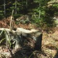 Дрво пало и убило мушкарца: Трагедија на планини Јадовник, лекари били немоћни