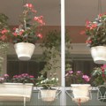 Uređujete balkon ili dvorište? Počele prijave za akciju „Za zeleniji Beograd“
