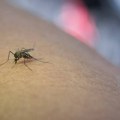 U Italiji od virusa Zapadnog Nila preminulo 17, a obolele 432 osobe