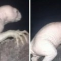Tvrde da su snimili jezivog predatora blizu granice SAD i Meksika: "Hoda na dve noge, kokoškama kida glave"