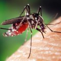 Šta su sterilni komarci, zašto ih uvozimo i kako mogu da nam pomognu u borbi protiv širenja zaraza?
